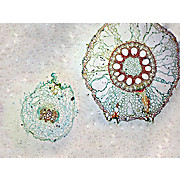 Prepared Microscope Slide,Monocot & Dicot Root C.S.