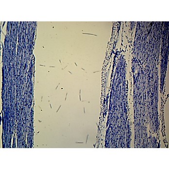 Prepared Microscope Slide,Skeletal Muscle L.S. Mammal