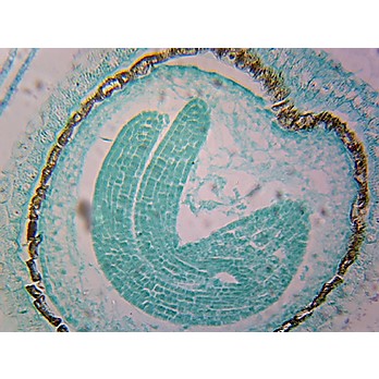 Prepared Microscope Slide,Capsella Embryo, Cotyledon Stage L.S.