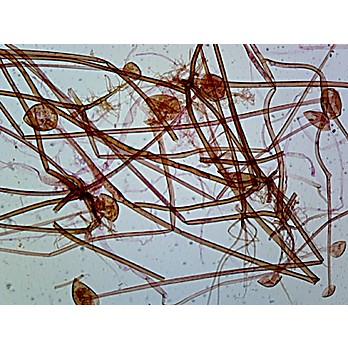 Prepared Microscope Slide,Rhizopus Conjugation Sexual Rep. W.M.