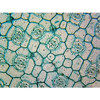Prepared Microscope Slide,Monocot Leaf Epidermis W.M., Showing Stomata