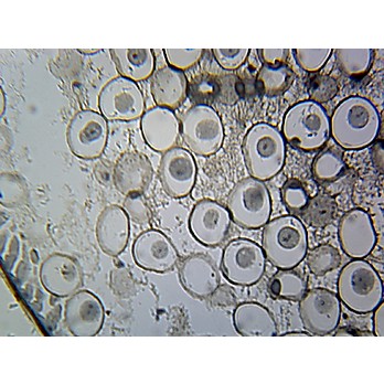 Prepared Microscope Slide,Cellular Organelles Centrioles, Animal 