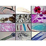 Prepared Microscope Slide,Zoology Microscope Slides Set, 23 slides per set