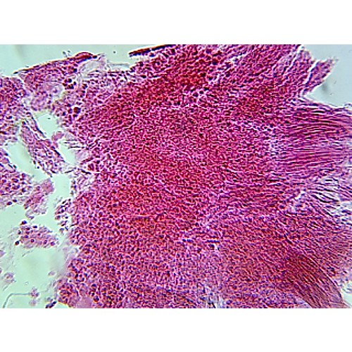 Prepared Microscope Slide,Onion Root Tip Squash W.M.