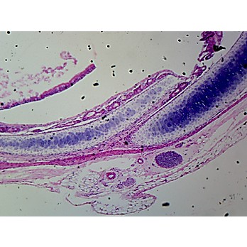 Prepared Microscope Slide,Hyaline Cartilage Mammal Condrocytes