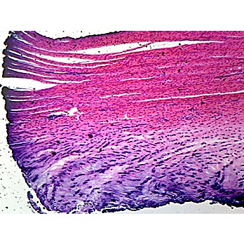 Prepared Microscope Slide,White Fibrocartilage 