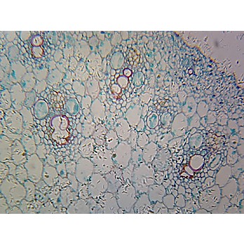 Prepared Microscope Slide,Zea Mays Corn Root Tip; C.S.