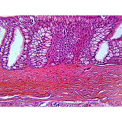 pseudostratified columnar epithelium slide