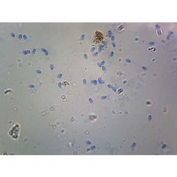 Prepared Microscope Slide,Histology; Sperm Smear Mammalian