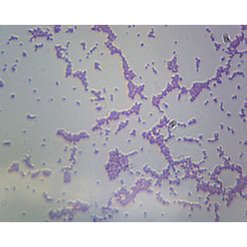 Prepared Microscope Slide, Bacilli Smear Gram Negative  