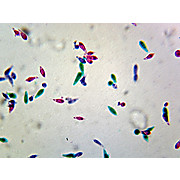 Prepared Microscope Slide,Protista; Euglena Viridis, W.M.