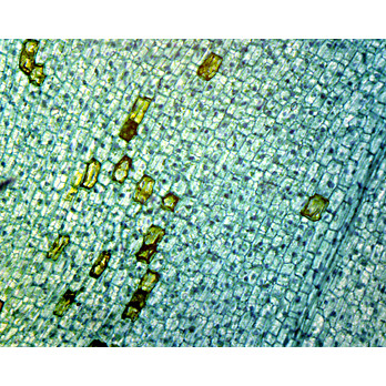 Prepared Microscope Slide,Elodea Submerged Leaf W.M.