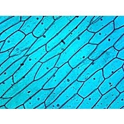 Prepared Microscope Slide,Cellular Organelles, Nucleus, Plant Cell