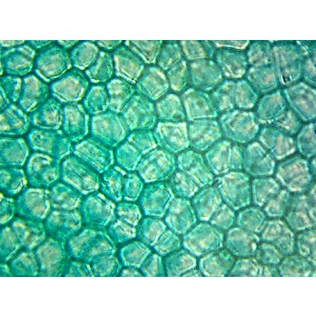 Prepared Microscope Slide,Chlorophyta Green Algae Ulva Thallus