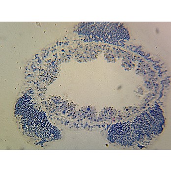 Prepared Microscope Slide, Hydra with Male Gonad (Spermary)W.M.