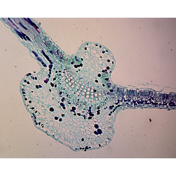 Prepared Microscope Slide,Begonia Leaf C.S.