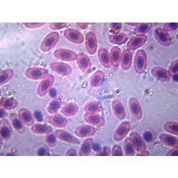 Prepared Microscope Slide,Histology; Blood Smear Amphiuma 