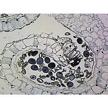 Prepared Microscope Slide,Lilium Anther; C.S. Mature Pollen Grain