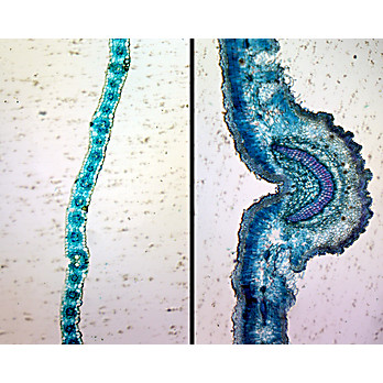 Prepared Microscope Slide,Monocot & Dicot Leaf Epidermis in Comparison; W.M. showing Lilium and Sedum