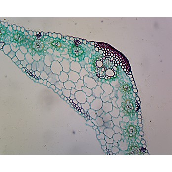 Prepared Microscope Slide,Zea Mays Leaf; C.S. Corn