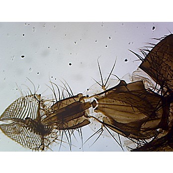 Prepared Microscope Slide, Zoology; Musca Domestica Head W.M., Housefly    