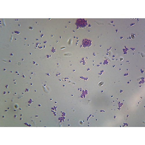 Cocci Bacteria Under Microscope