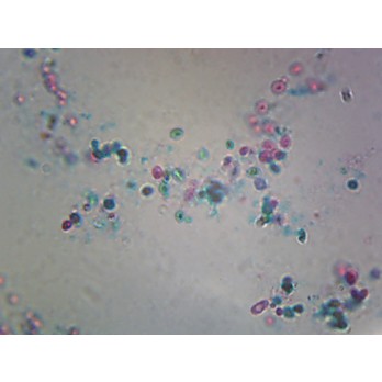 Prepared Microscope Slide,Saccharomyces Cerevisiae Budding Yeast  