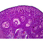 Prepared Microscope Slide,Female Ovary Immature, Primary Follicles