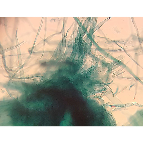 Prepared Microscope Slide,Pine Wood Maceration, W.M.