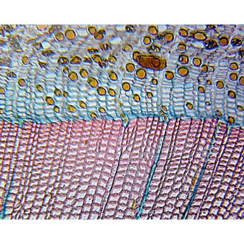Prepared Microscope Slide,Pine Mature Stem