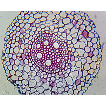 Prepared Microscope Slide,Allium Root, C.S.
