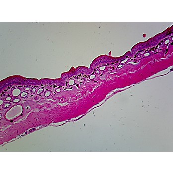 Prepared Microscope Slide,Histology; Amphibian Skin C.S.