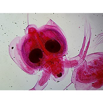 Prepared Microscope Slide,Zoology; Cyclops, W.M. Arthropods, Crustaceans