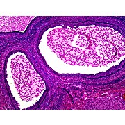 Prepared Microscope Slide,Uterus Follicular Phases