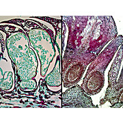 Prepared Microscope Slide,Pine Single-Needle Vascular Tissues