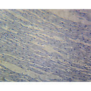 Prepared Microscope Slide,Histology; Prepared Slide Set of 8