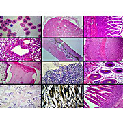 Prepared Microscope Slide Set, Histology 19 Slides