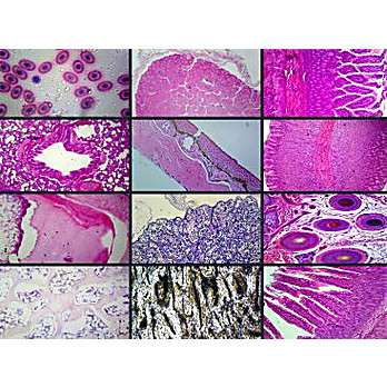 Prepared Microscope Slide Set, Histology 19 Slides