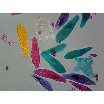Prepared Microscope Slide, Mixed Protozoa Slide