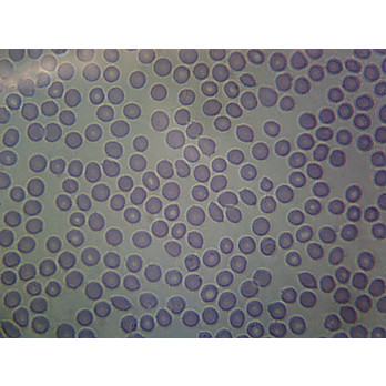 Prepared Microscope Slide,White Blood Cell