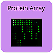 COVID-19 Spike Protein Array