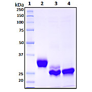 Recombinant SARS-CoV-2, S1 Subunit Protein