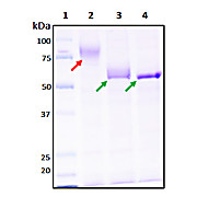 Recombinant SARS-CoV-2 S2 Subunit Protein