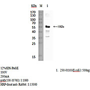 Rabbit anti-SARS-CoV-2 S2