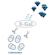X Gal Staining Kit