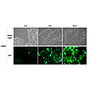 Rmesfect Transfection Reagent