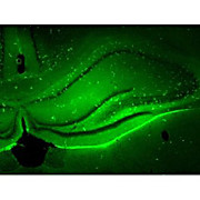 Brainfectin - In Vivo Transfection Reagent