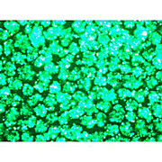 Hype 293 Reagent + B293 Transfection Reagent