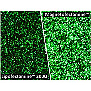 Magnetofectamine O2