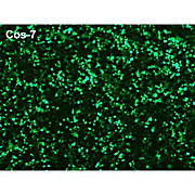 Polymag Magnetic Transfection Reagent